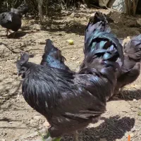 جوجه ایام سمانی و برهما