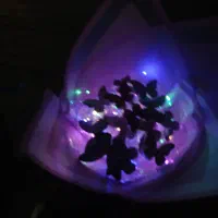 گل جاودان|گل مصنوعی|رشت, تازه آباد|دیوار