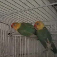 طوطی برزیلی پاربلو