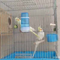 جفت عروس هلندی