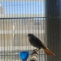 سهره....۱۰۰۰ عکس نمایشی هست