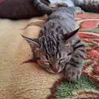 گربه ماده 3ماهه|گربه|اصفهان, سپاهان‌شهر|دیوار