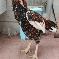 لاری اصیل ونژاددار