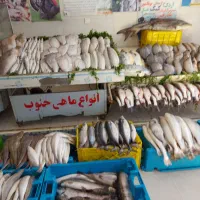 مرغ پاکن ماهر با حقوق عالی وپول پاک