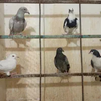 کبوتر|پرنده|مشهد, فاطمیه|دیوار