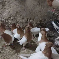 ۱۱تا کفتر کله ایی آنتیک