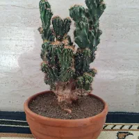 تعدادی گل و گلدان کاکتوس صخره ای مینیاتوری