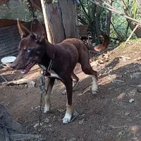 فروشی|سگ|رحیمآباد, |دیوار