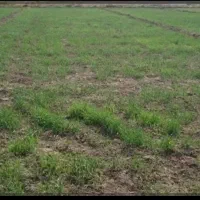 زمین کشاورزی سندتک برگ