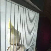 عروس هلندی قیمت مناسب|پرنده|فومن, |دیوار