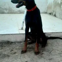 سگ ژرمن،دوبرمن،بومی|سگ|اصفهان, بهارستان|دیوار