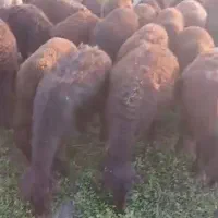 گوسفند قیزل افشار|حیوانات مزرعه|نوشین شهر, |دیوار