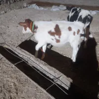 دو گوساله ماده گاو، بز، گوسفند