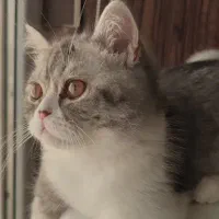گربه بریتش نر آماده جفت گیری