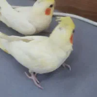 جوجه عروس و جفت مولد|پرنده|تهران, هلال احمر|دیوار