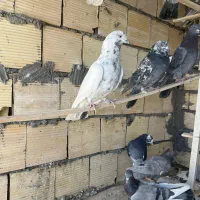 ده عدد کبوتر