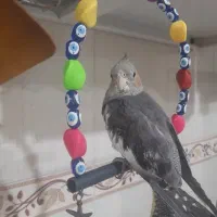 عروس هلندی گمشده