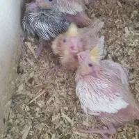 جوجه سرلاکی عروس هلندی|پرنده|اصفهان, ارداجی|دیوار