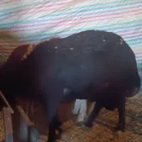 میش|حیوانات مزرعه|بیرانوند, |دیوار