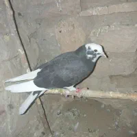 کفتر|پرنده|قم, شاه سید علی|دیوار