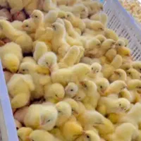 جوجه گوشتی راس308