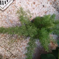 چندمدل گل طبیعی همه سالم ریشه دار|گل و گیاه طبیعی|رشت, نیروی دریایی|دیوار