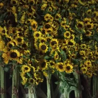 فروش گل آفتاب در سراسرکشور|گل و گیاه طبیعی|اندیمشک, |دیوار