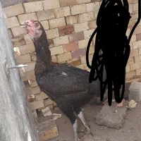 مرغ