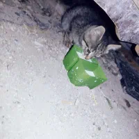 گربه|گربه|اردبیل, |دیوار