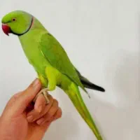 طوطی ملنگو نر چیکو کوکو صحبت کن دستی رام شاه تخم|پرنده|تهران, استاد معین|دیوار