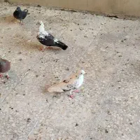 کبوتر ده عدد