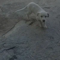 سگ اشپیتز تریر|سگ|مشهد, نوده|دیوار