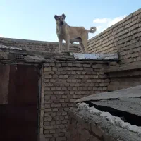 سگ ماده سراب