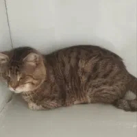 واگذاری گربه امدادی نیازمند سرپرست فوری