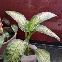 گل دیفن باخیای خارجی ساقه درشت برگ پهن بزرگ|گل و گیاه طبیعی|مهاباد (آذربایجان غربی), |دیوار