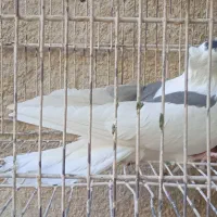 ماده نواتی سرخ ماده شونی ماده یکت|پرنده|سیلاخور, |دیوار