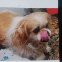 واگذاری شیتزو ترییر باهوش