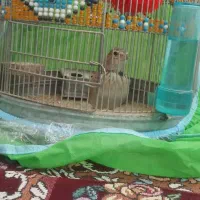 قناری|پرنده|شیراز, کفترک|دیوار