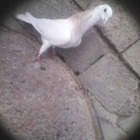 کبوتر رفتنی