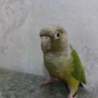 پرنده گرینچیک اسمس جواب نمی دهم