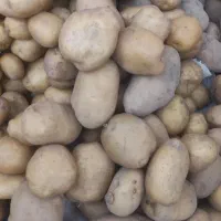 سیب زمینی  عالی