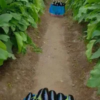 گلخانه-اجاره-ای