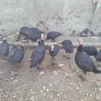 بوقلمون|حیوانات مزرعه|شیروان (لرستان), |دیوار