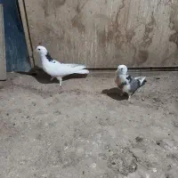 کبوتر عالی پرشی|پرنده|معصومیه, |دیوار