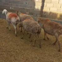 میش عربی چینی