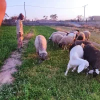 میش درشت  نژاد دار برای نگهداری|حیوانات مزرعه|بردسیر, |دیوار