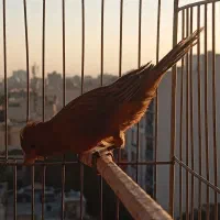 قناری کمیاب، سوخته سرخ اصیل و ایرانی و طبیعی