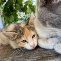 واگذاری گربه