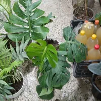 تعمیر گل وفروشش|گل و گیاه طبیعی|تهران, لاله زار|دیوار