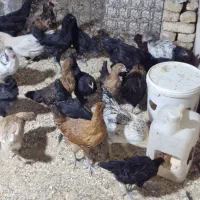 جوجه مرغ و خروس محلی